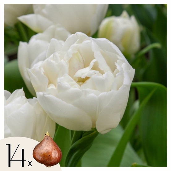 Tulipe - set de 14 - tulipa 'mondial' - bulbes à fleurs