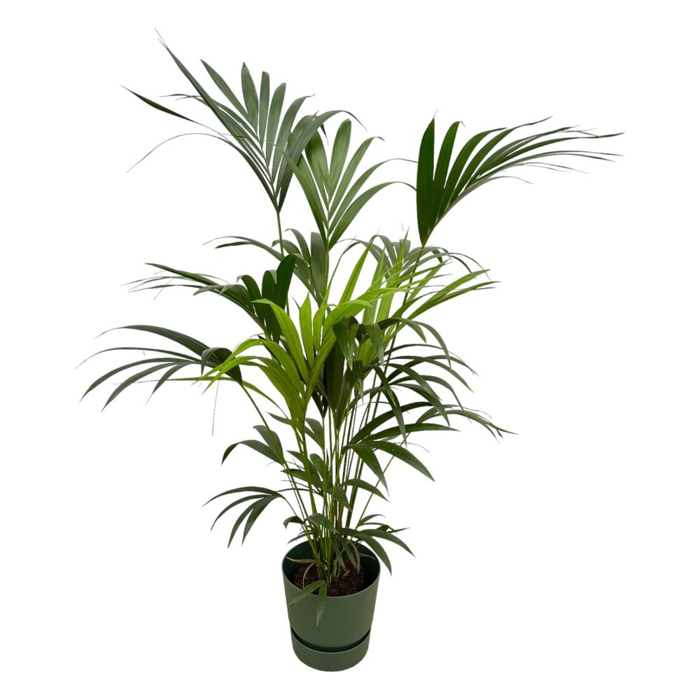 Kentia palm - plantes d'intérieur