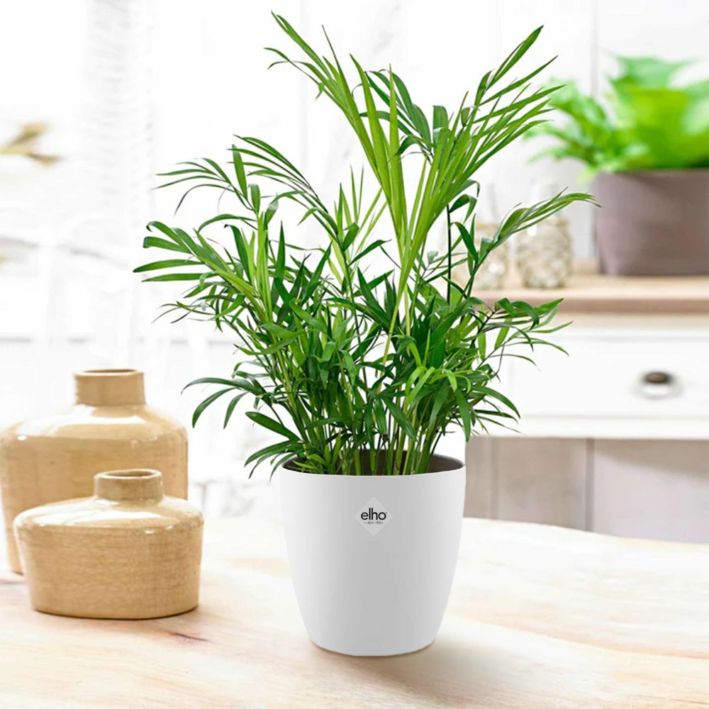Palmier nain et son cache-pot blanc elho - le pot de 12 cm et le cache pot de 14 cm. Hauteur livrée 30 cm