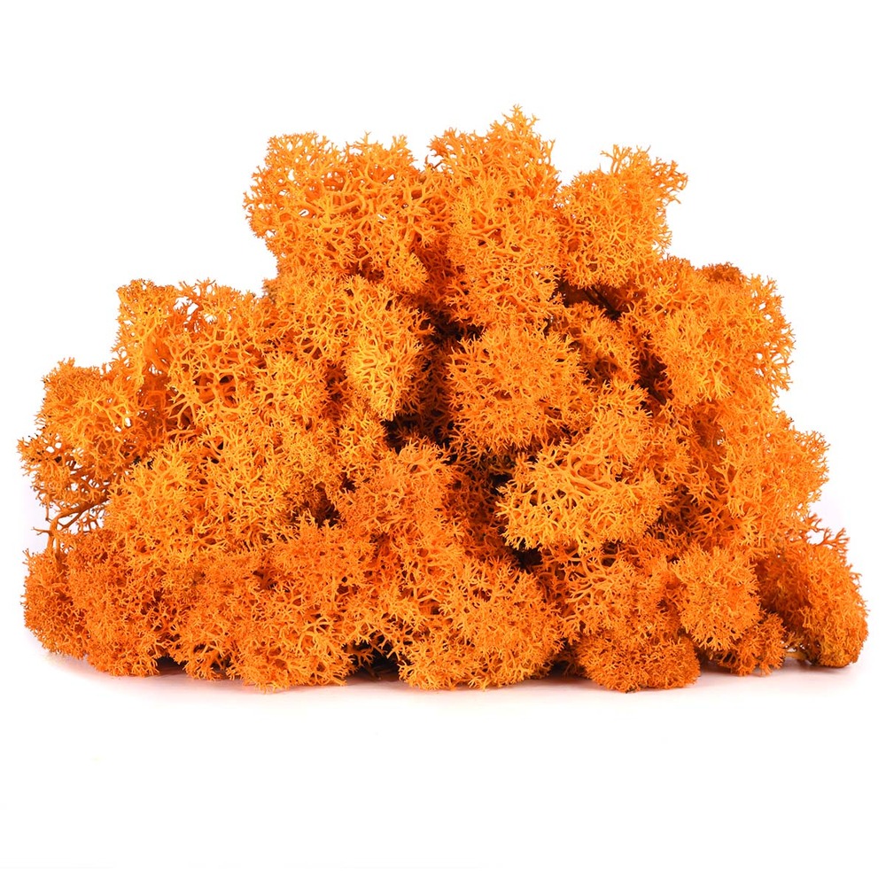 Lic/0551 lichen stabilisée automne w-box 0,5 kg