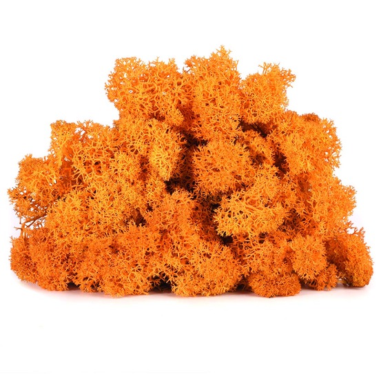 Lic/0551 lichen stabilisée automne w-box 0,5 kg