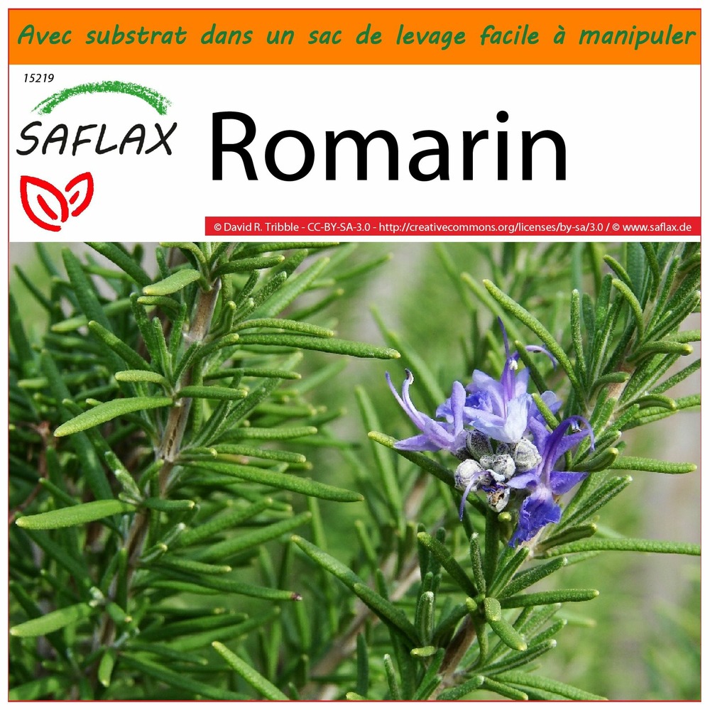 Garden in the bag - romarin - 100 graines - rosmarinus officinalis