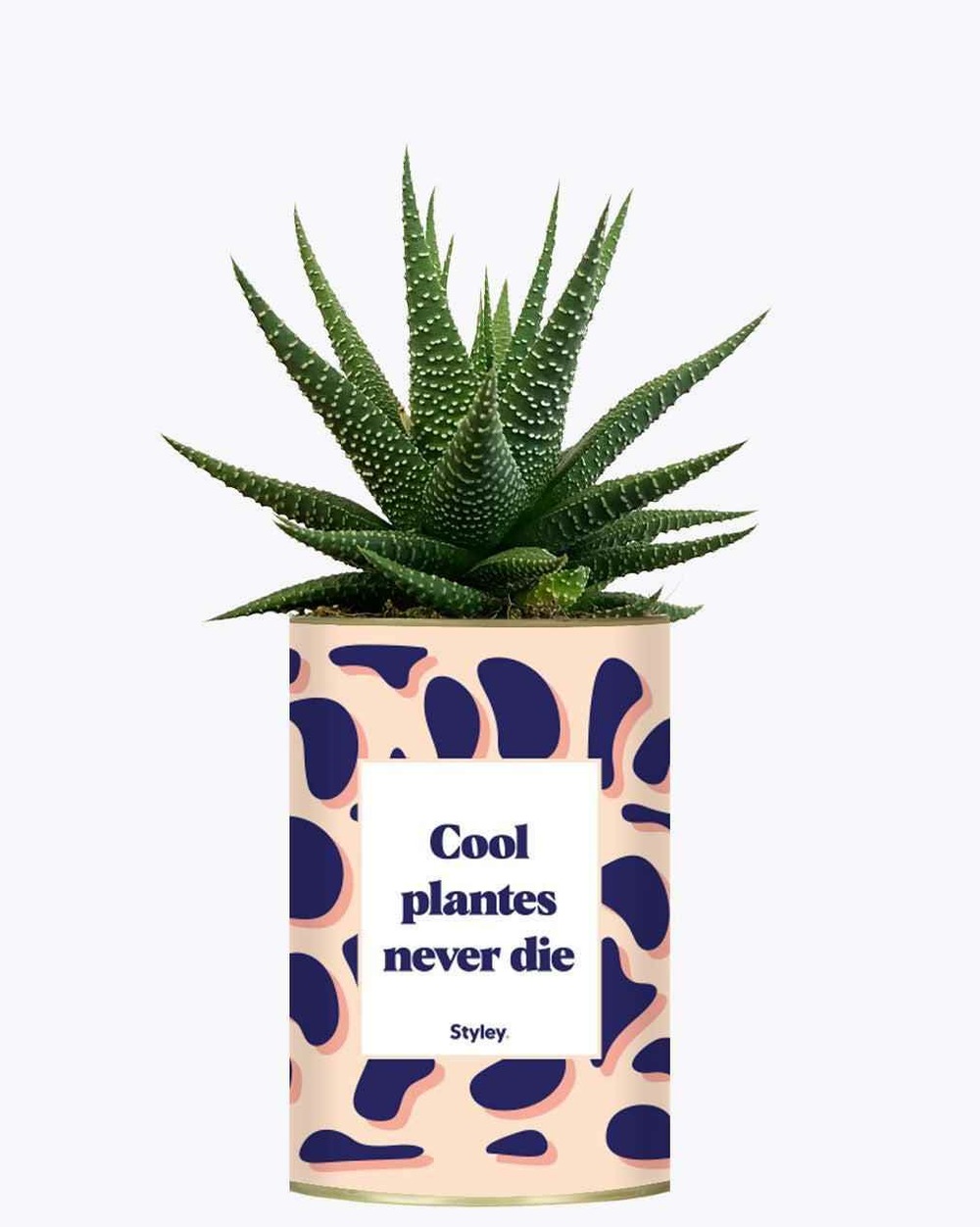 Plante drôle - cool plantes never die - cactus