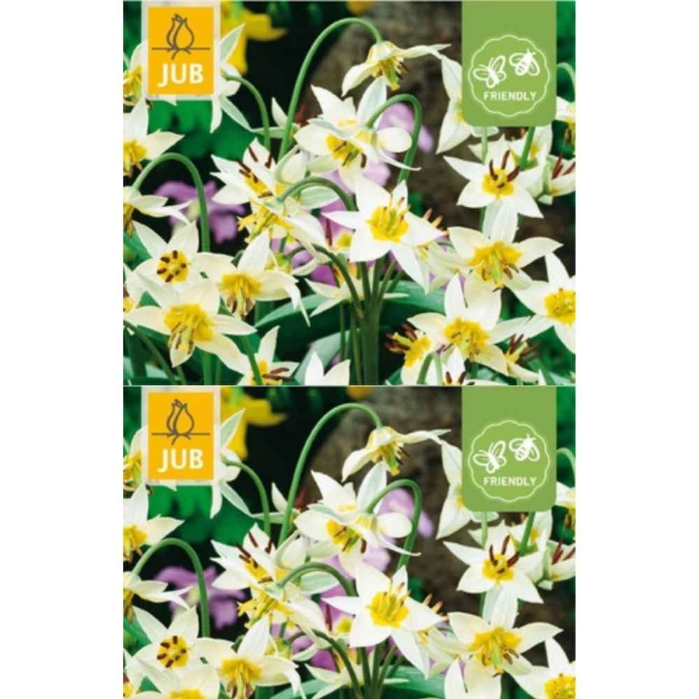 10 bulbes tulipes turkestanica jaune