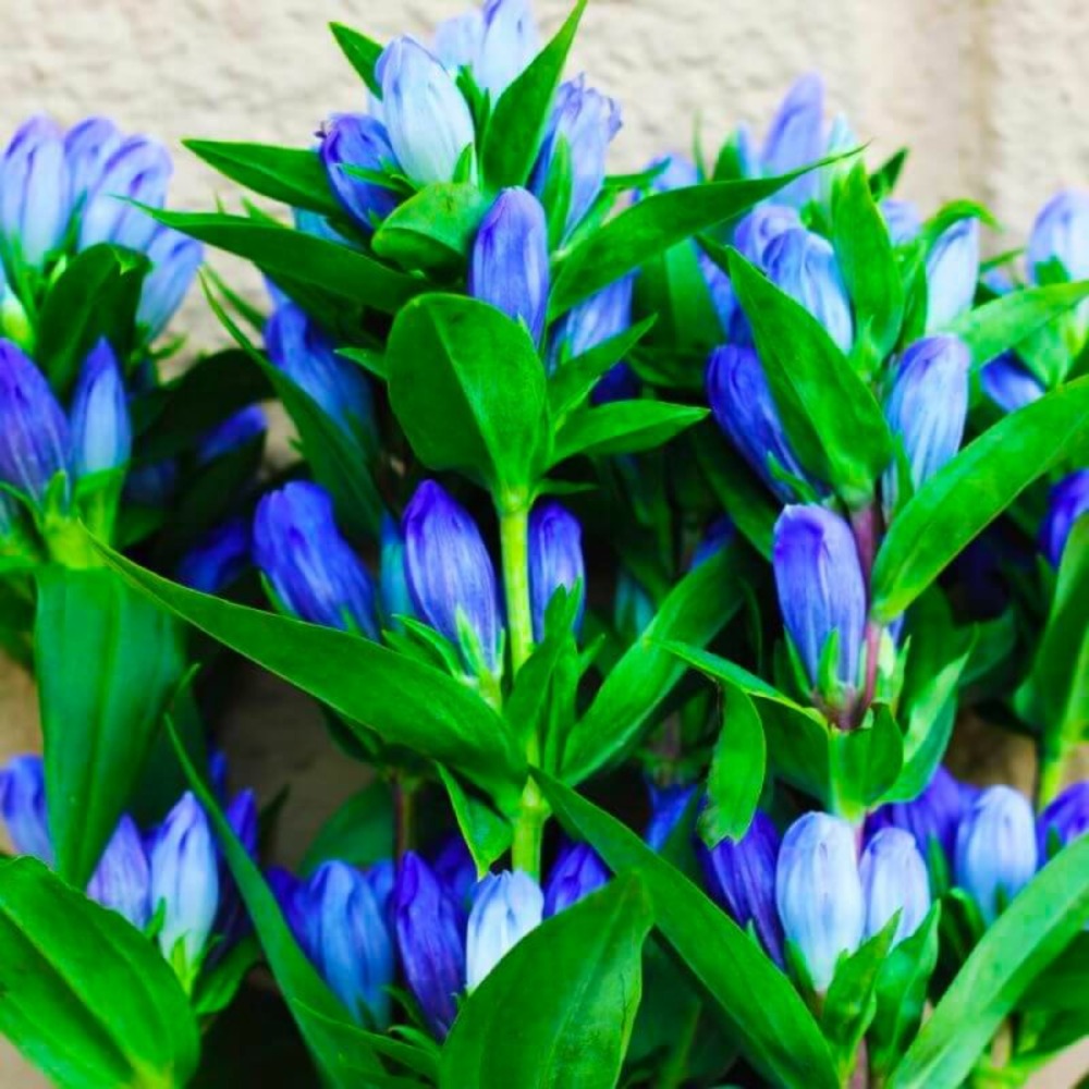 3 gentianes makinoi 'blue star' (gentiana)