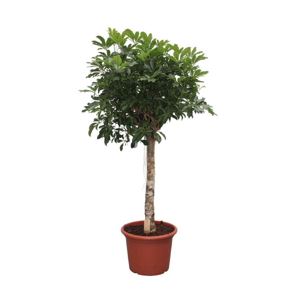 Schefflera arboricola - plantes d'intérieur