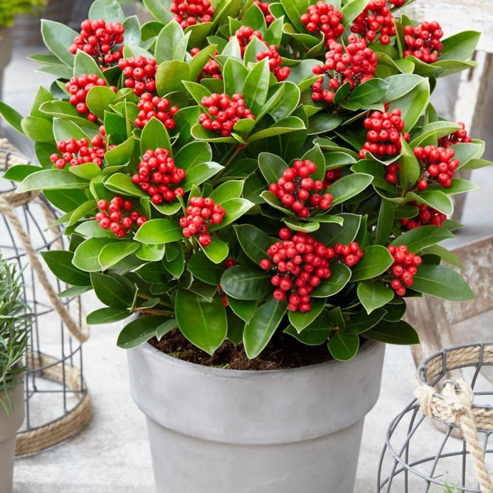 Skimmia du japon 'rubella' pot de 3l - 20/40 cm