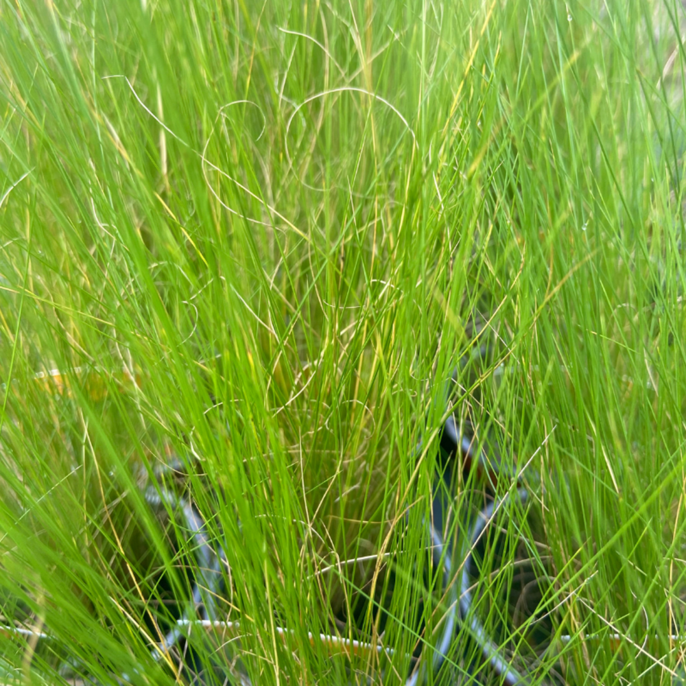 Plante stipa vivace - cheveux d'ange pot 10,5cm
