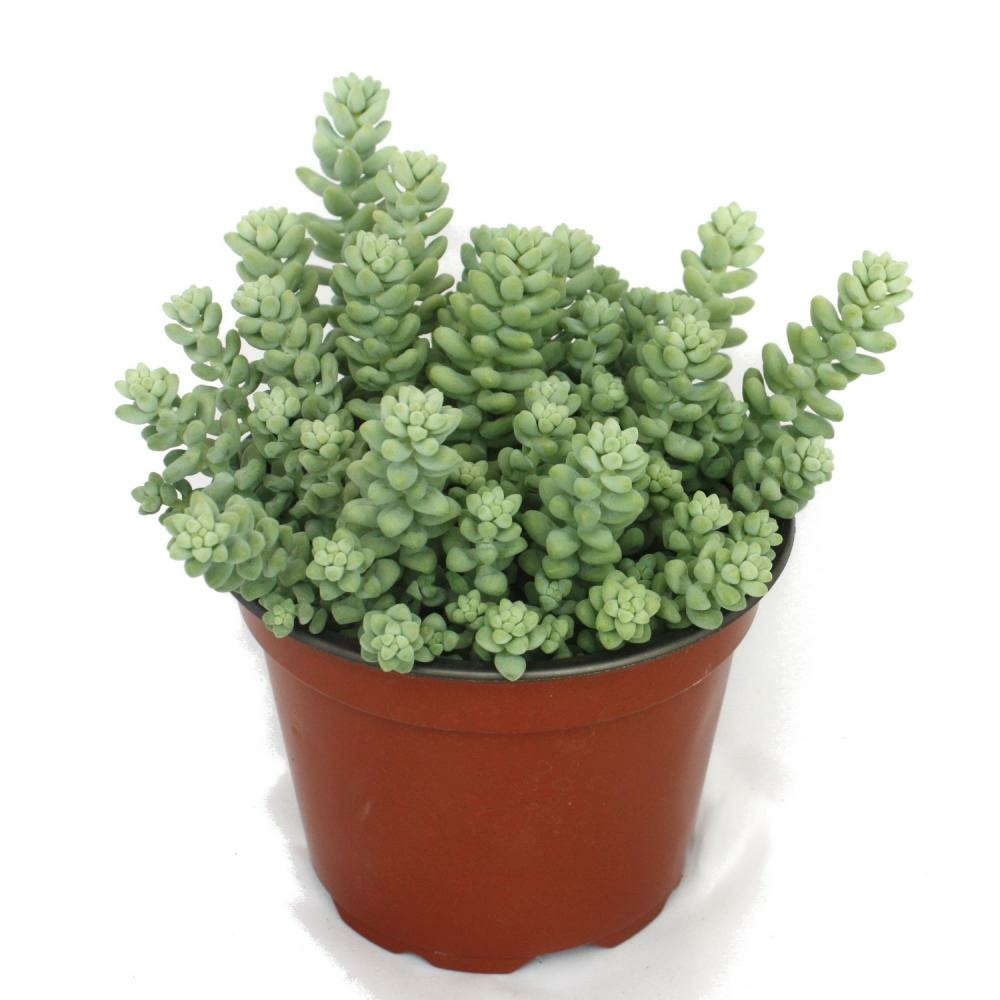Sedum morganianum burritum - balançoire singe - pot 12cm