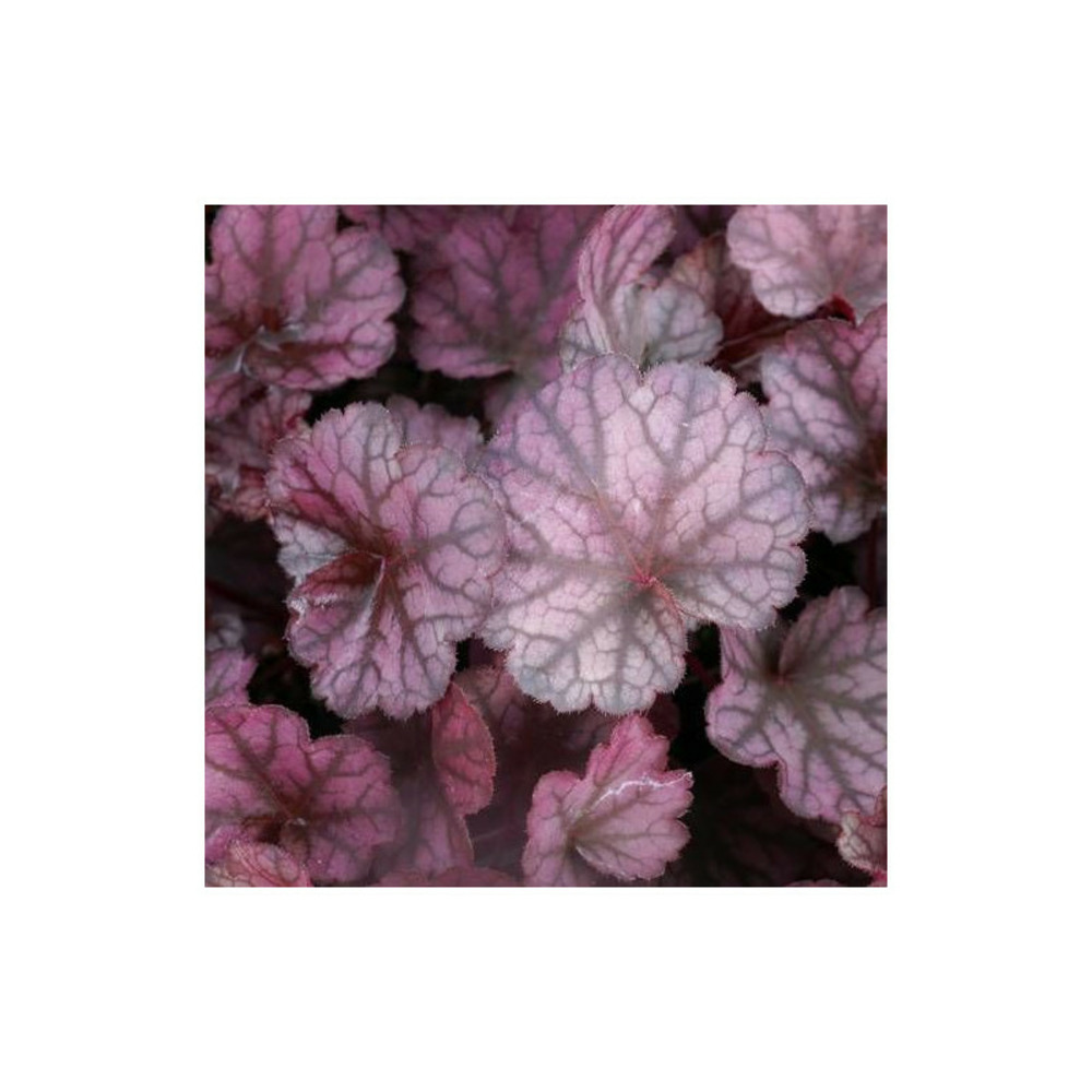 Heuchere silver lord lot de 5 godets