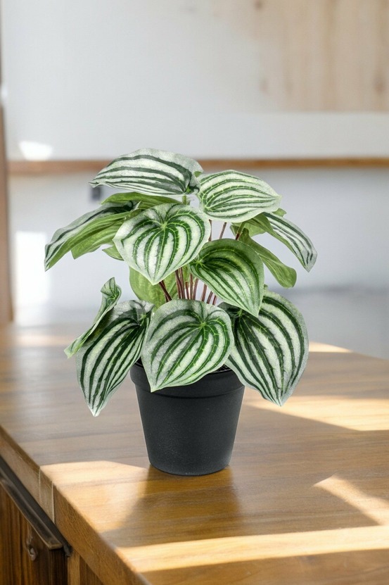Peperomia argyreia plante artificielle - h25cm, ø11cm