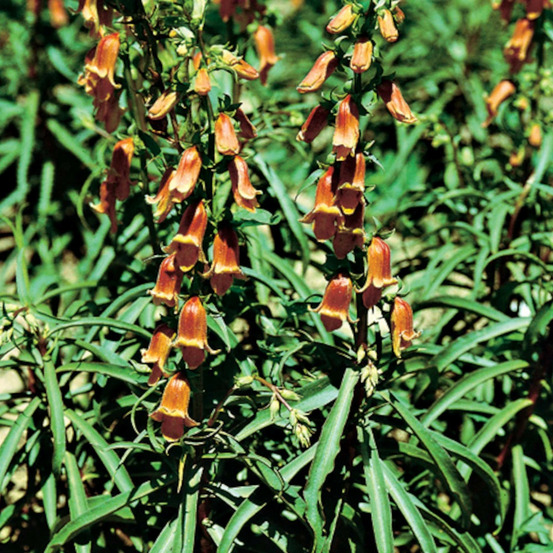 Digitale obscure lot de 3 godets