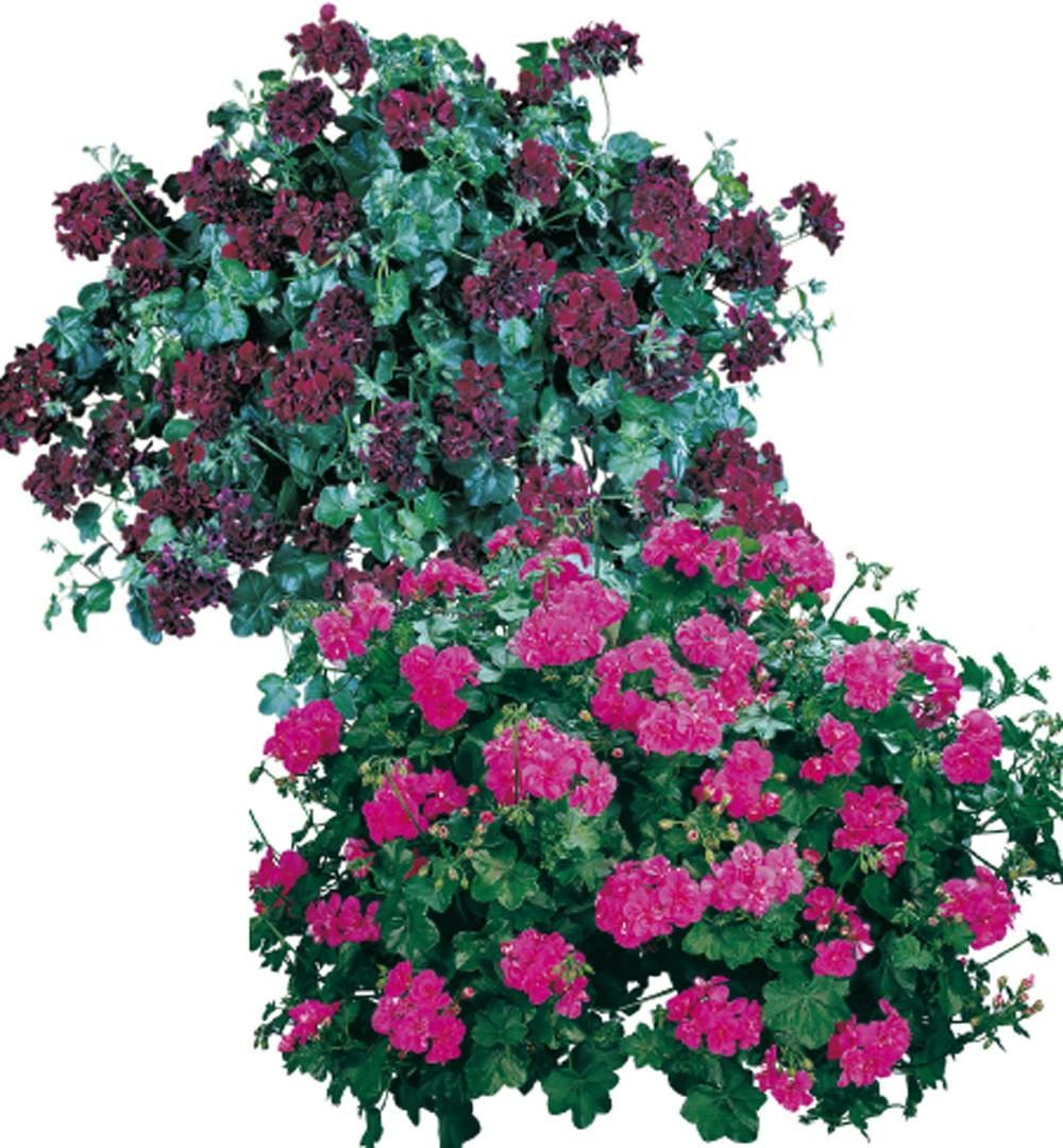 Offre geraniums lierres - 6 godets plante annuelle