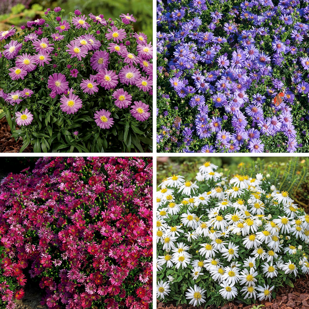 Asters dumosus - lot de 6