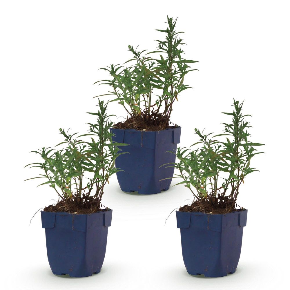Aster - lot de 3 - pot 11 cm - hauteur 25 cm - plante d'extérieur