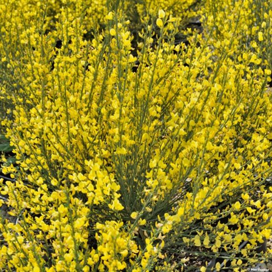 Genêt précoce 'allgold' godet de 8/9 cm