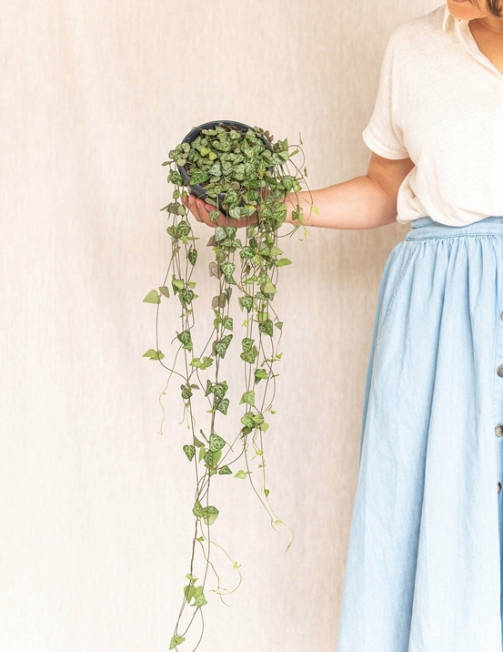 Grand ceropegia woodii - chaîne de coeurs 50cm - plante d'intérieur