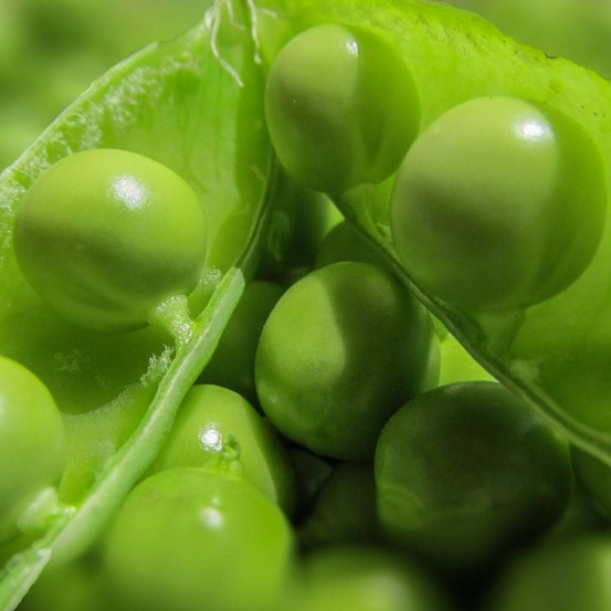 Graines de pois nain grain ridé merveille de kelvedon - vilmorin boite - 20 mètres