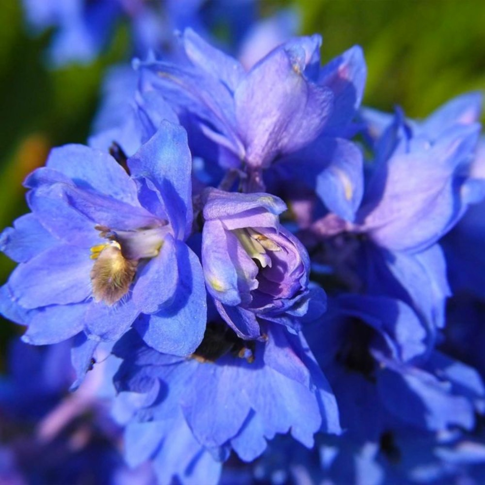 3 pieds d'alouette 'bellamosum'