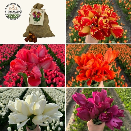 Super tulip mix - 100 bulbes de tulipes