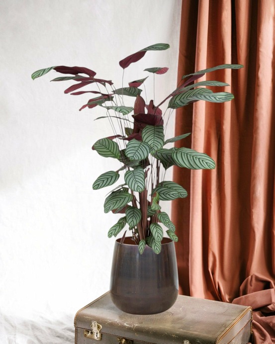 Ctenanthe oppenheimiana 140cm - plante d'intérieur