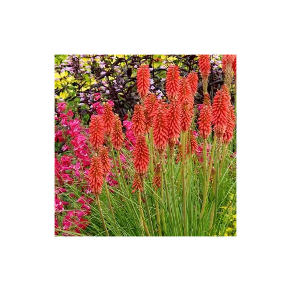 Kniphofia, tison de satan redhot popsicle® pot de 4l - 40/60 cm