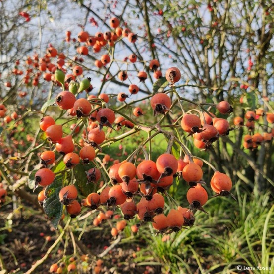 Rosier à fleurs groupées 'kathleen' pot de 4l/5l