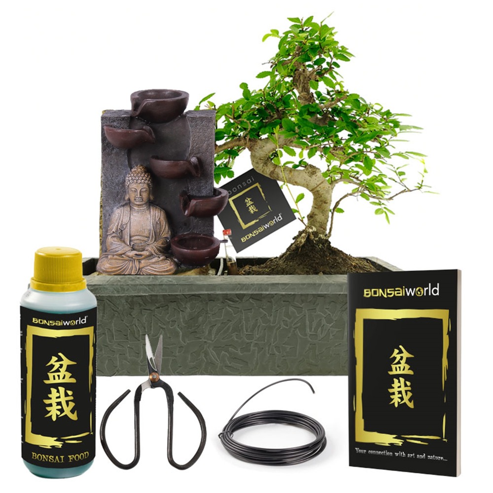 Bonsaï en forme de s, 10 ans, « cascade de bouddha » - ensemble complet