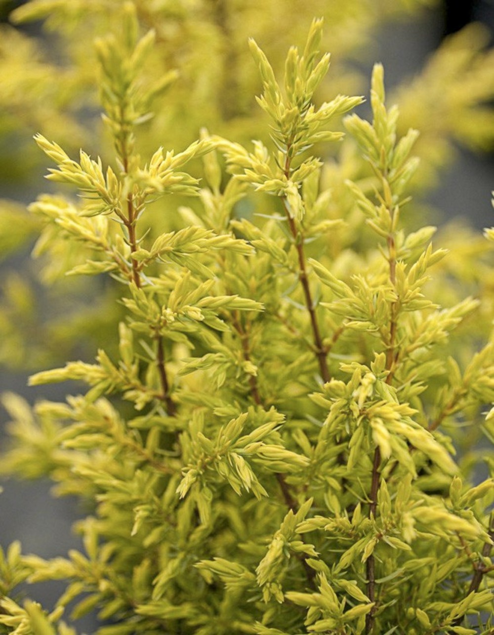 Genévrier commun 'gold cone' pot de 2l/3l