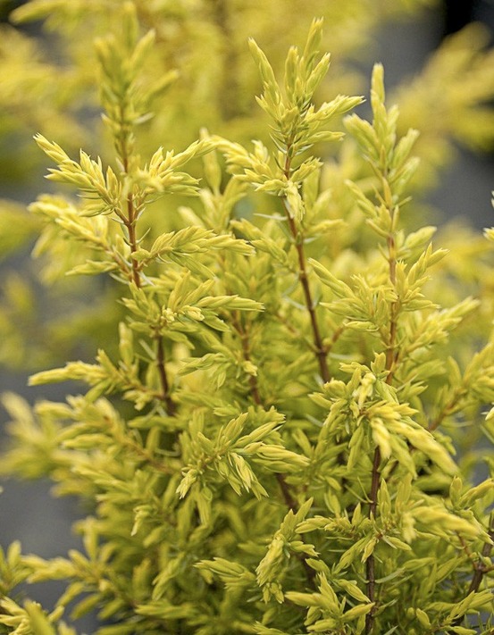 Genévrier commun 'gold cone' pot de 2l/3l