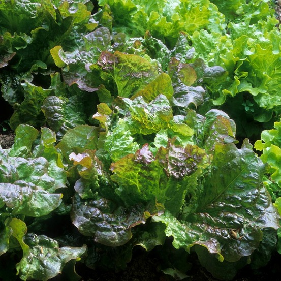 Laitue batavia 'rouge grenobloise' le sachet de 2500 graines environ (3g)