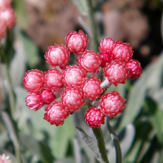 Helichrysum amorginum ruby cluster godet de 8/9 cm