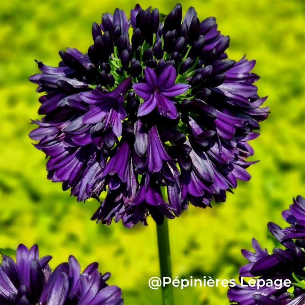 3 agapanthes 'black jack' ® (agapanthus 'black jack' ®)