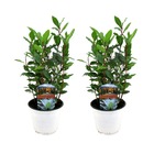 Laurus nobilis - set de 2 - véritable plante de laurier - pot 14cm - hauteur 30-40cm