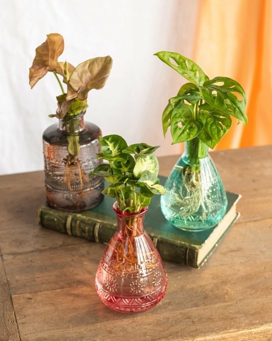6 plantes en hydroculture et leur vase coloré salinas