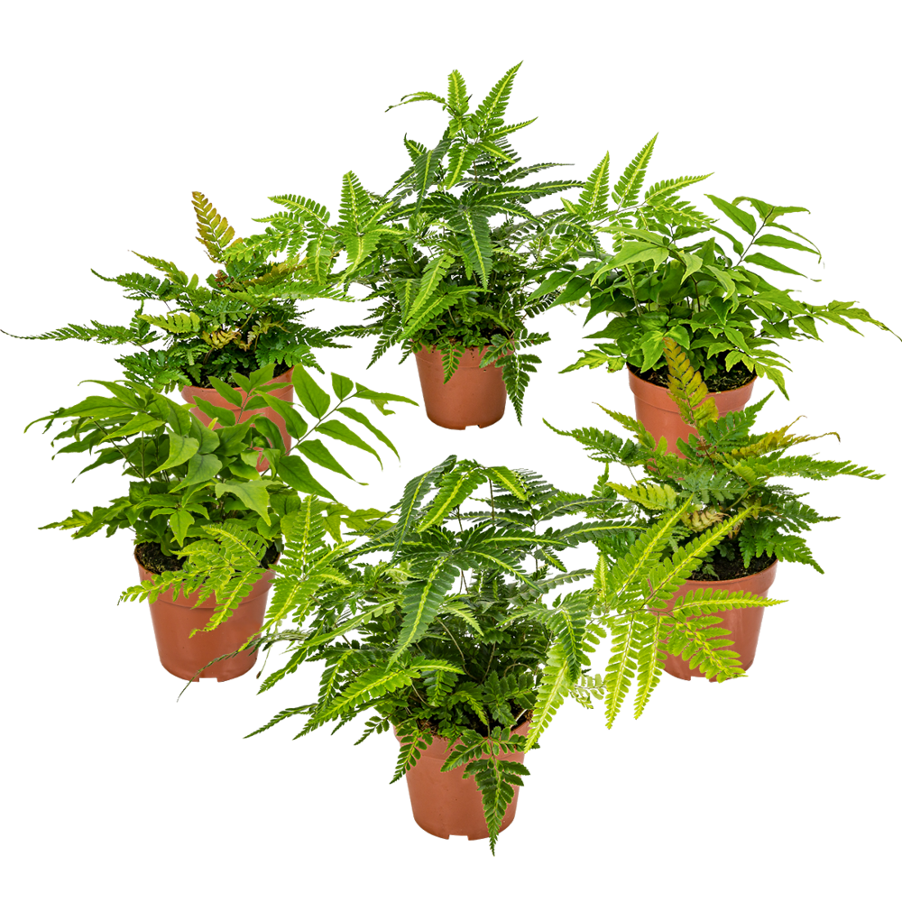 Lot de 6 - fougères de jardin - plantes vivaces - rustique - 20-30 cm de haut - pot 12 cm