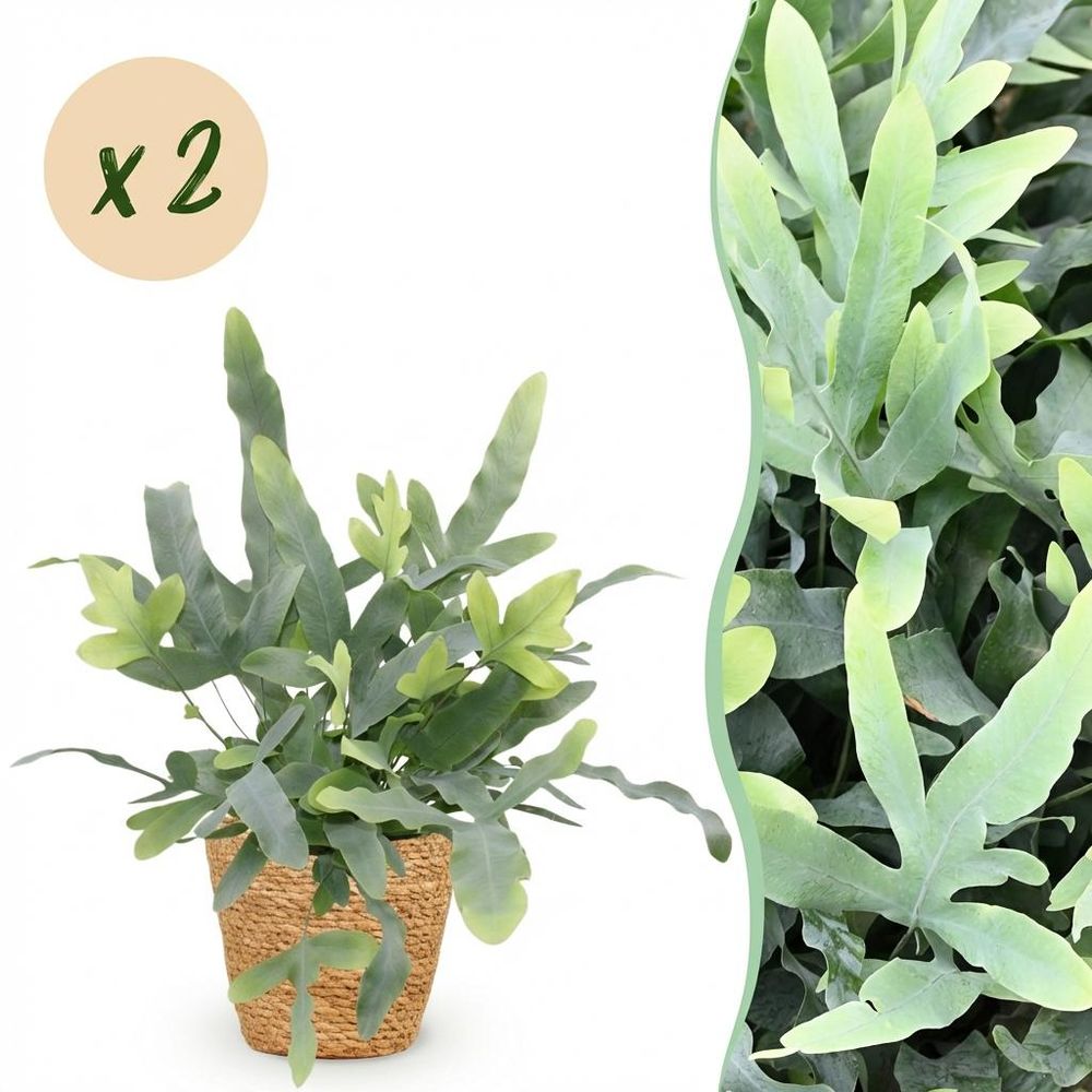 Phlebodium aureum blue star - pet-friendly - pot de 12cm - hauteur 25-30cm - plantes d'intérieur