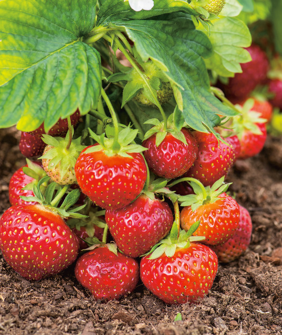 Fraisier favette - 10 plants