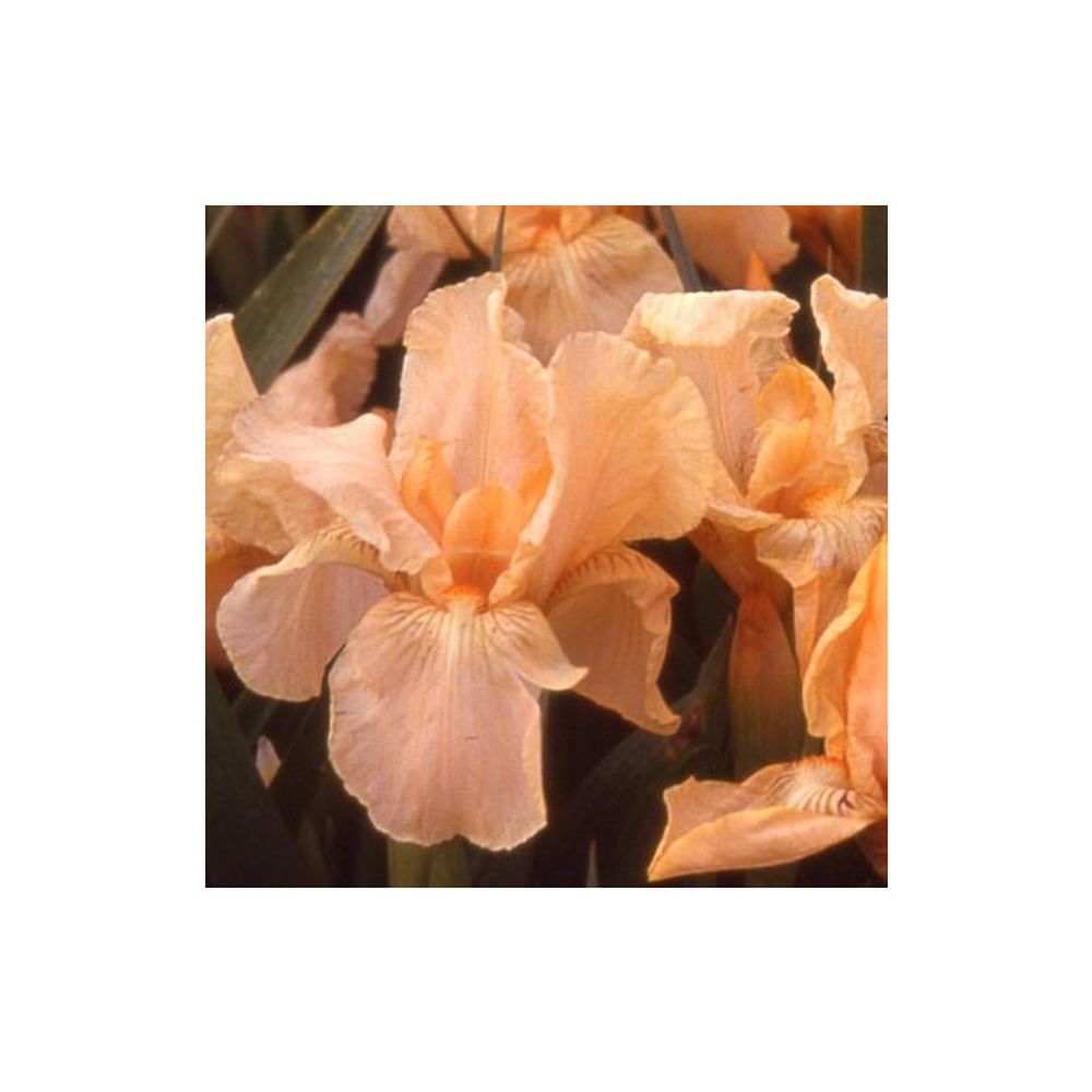 Iris nain lilliput pink cushion lot de 3 godets