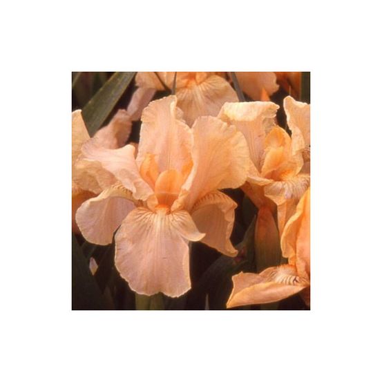 Iris nain lilliput pink cushion lot de 3 godets
