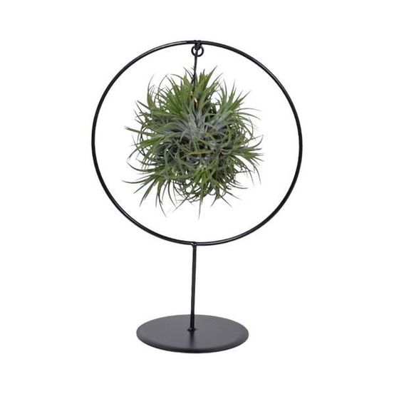 Tillandsia ring mix (medium) - ø17cm - ↕30cm - plantes d'intérieur