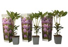 Rhododendrons catawbiense purple - rhododendron violet - set of 3 - pot 9cm - hauteur 25-40cm