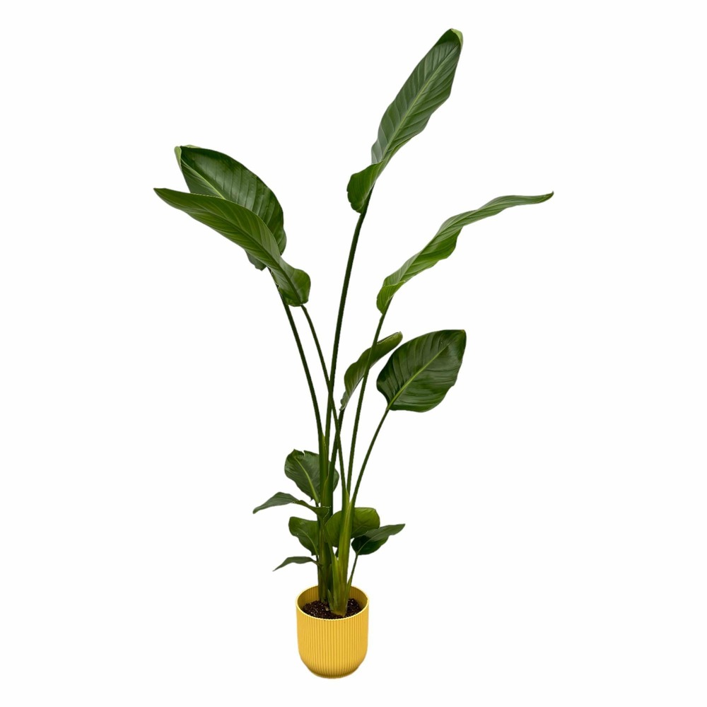 Strelitzia nicolai 100cm et son pot jaune 18cm - hauteur 100cm