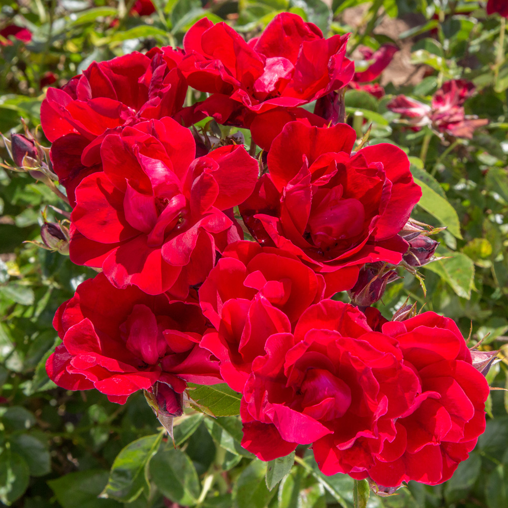 Rosier moulin rouge ® meitraligh rosier en racines nues
