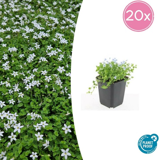 Isotoma fluviatilis 'alba' x20 – entre 1,25 et 1,67m2