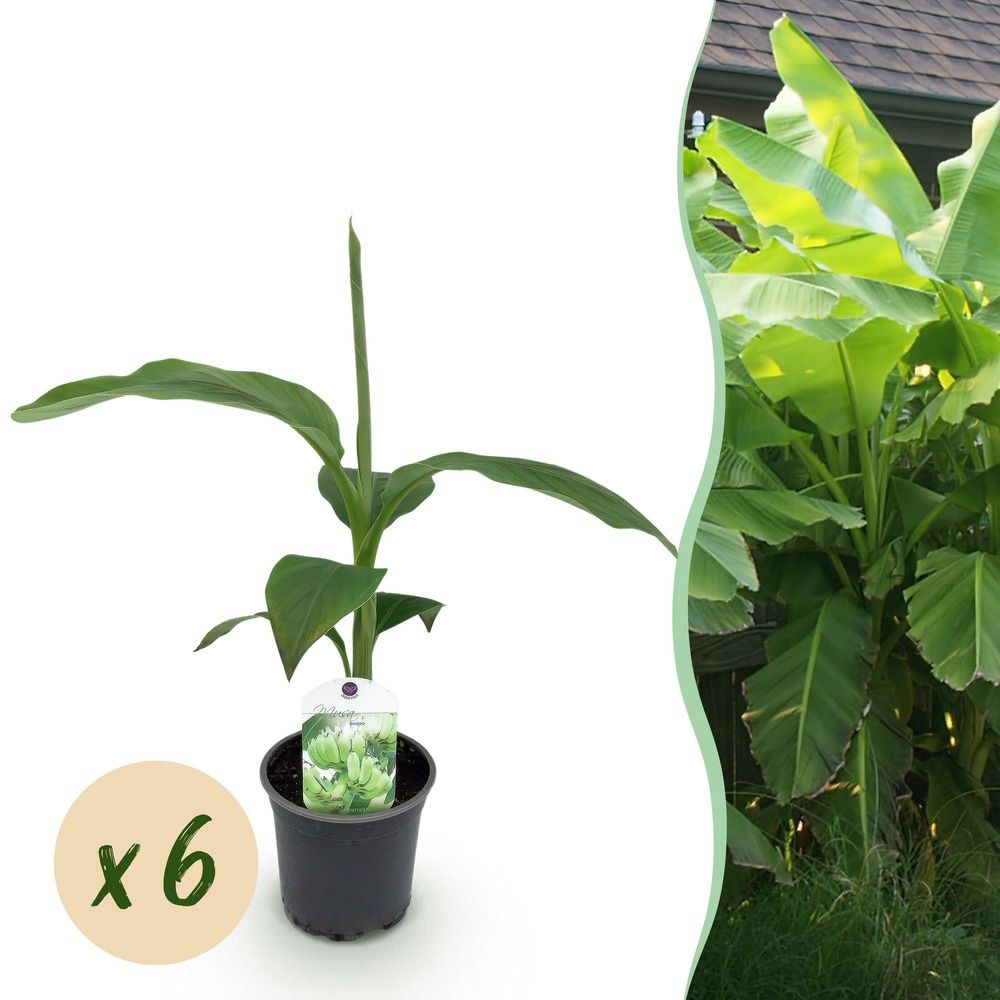 Bananier rustique - lot de 6 - pot 12 cm - hauteur 30 cm