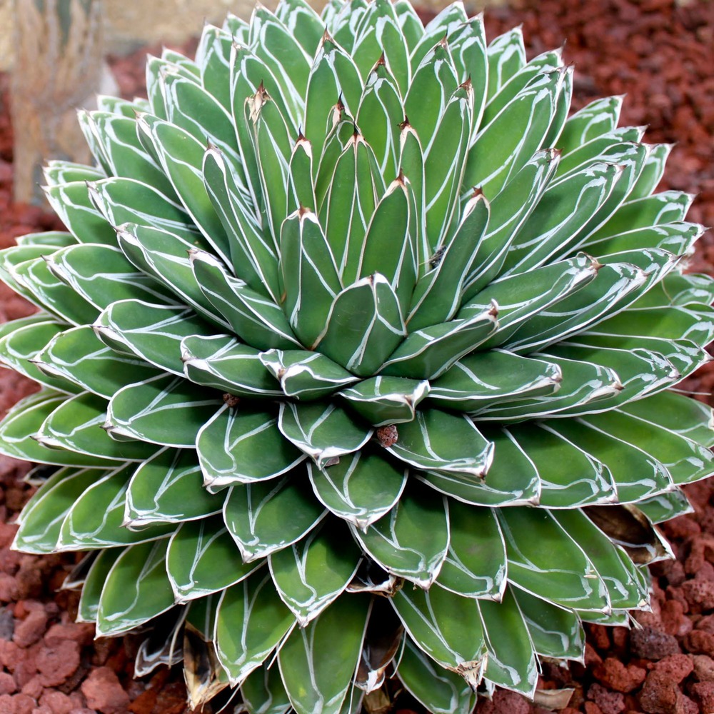Agave de la reine victoria pot de 4l/5l