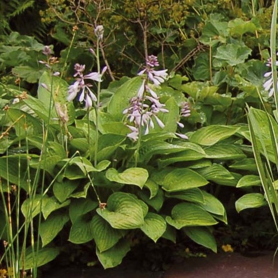 Hosta 'sum and substance' pot de 1,5l/2l