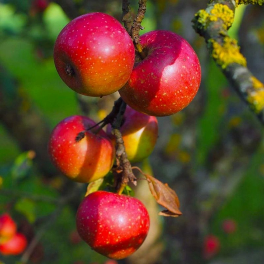 Pommier 'belle de boskoop' (malus domestica 'belle de boskoop')