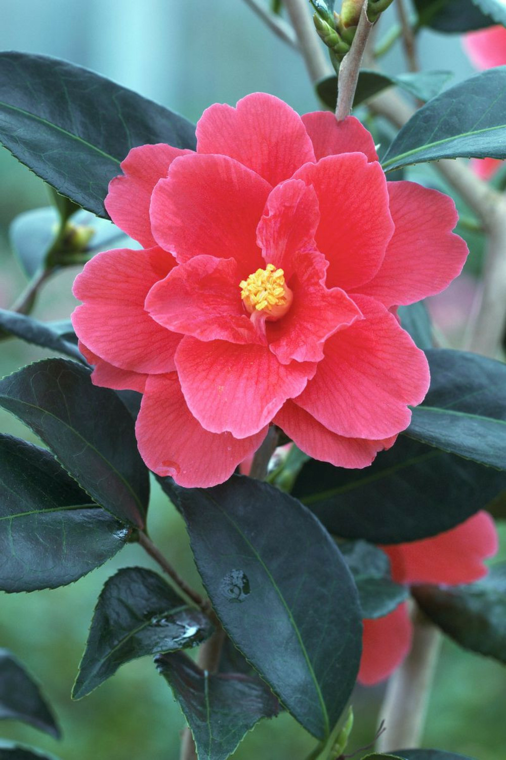 Camélia 'illumination' - en pot de 1 litre